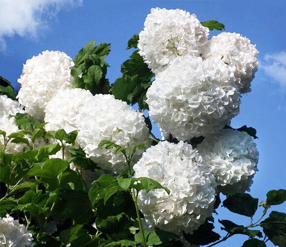 Фото НПО «Сады России»