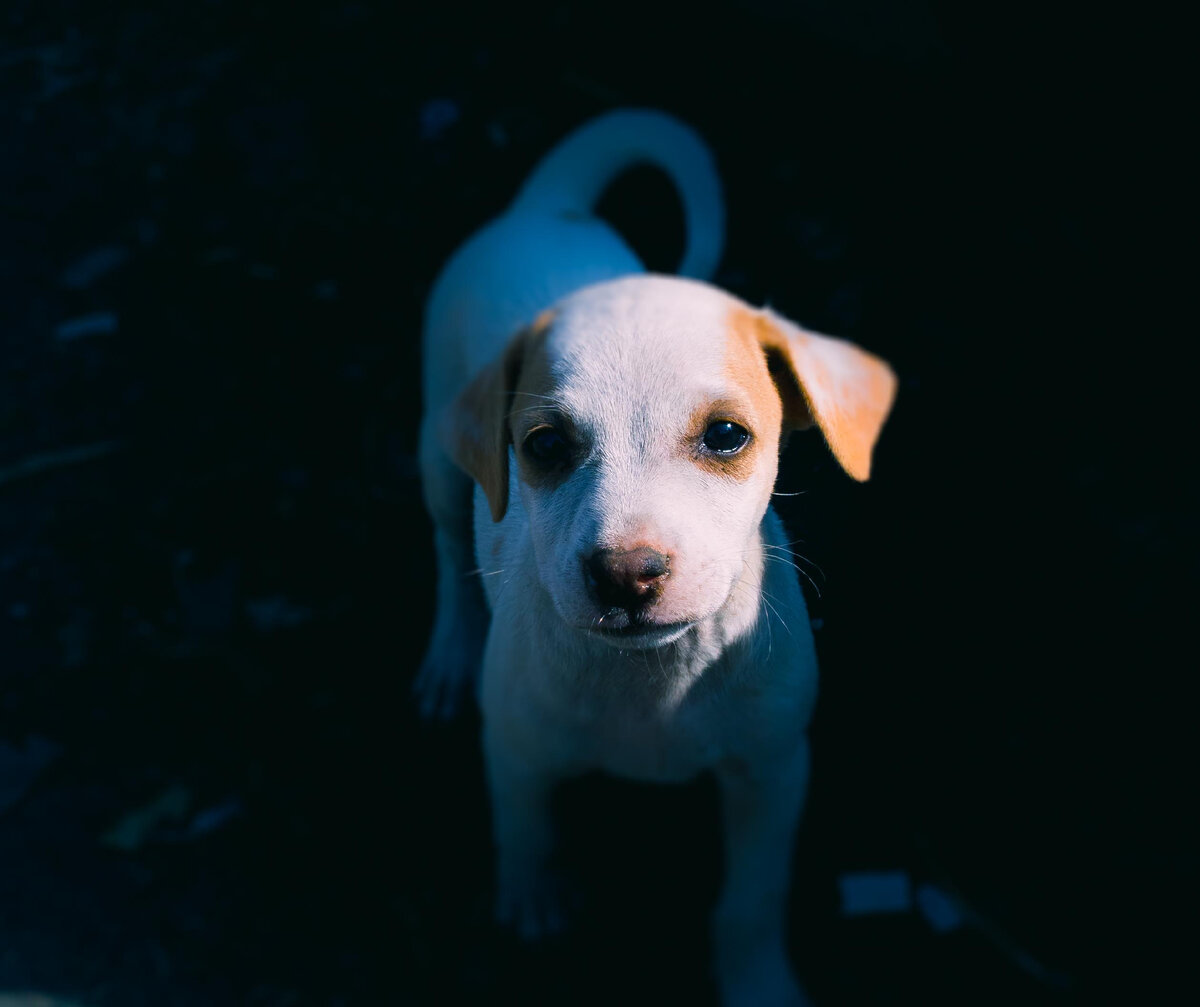 Фото автора Rizwan Sayyed: Pexels с сайта - pexels.com