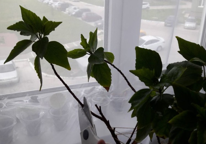 Обрезаю эти метелки и сами стволики на высоту 15-20 см. Не жалеем!