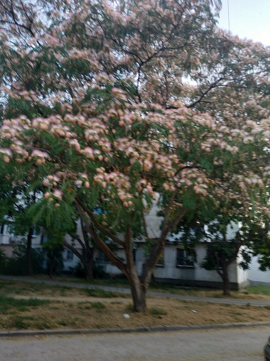 Вот так ещё цветут деревья.