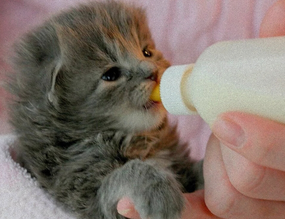 Уход за котёнком