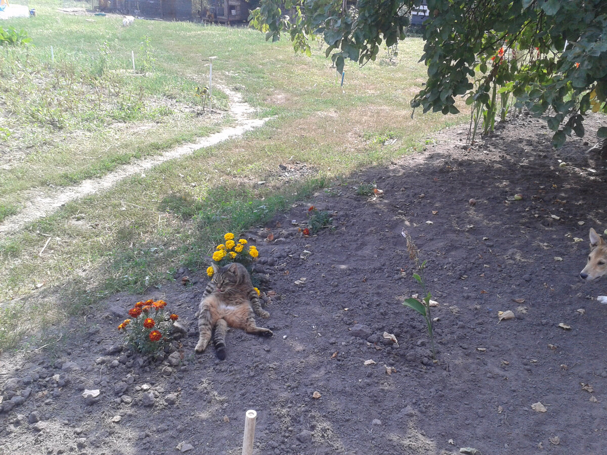 Кот Бакс. Питомец приюта. Фото из личного архива