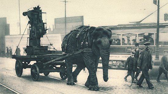 Использование слона в качестве тяговой силы. Фото 1916 г.  