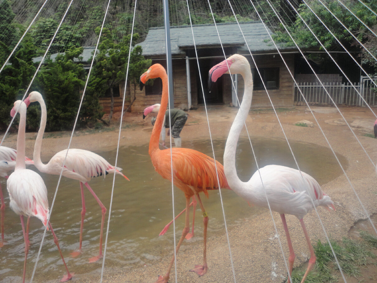 Фламинго