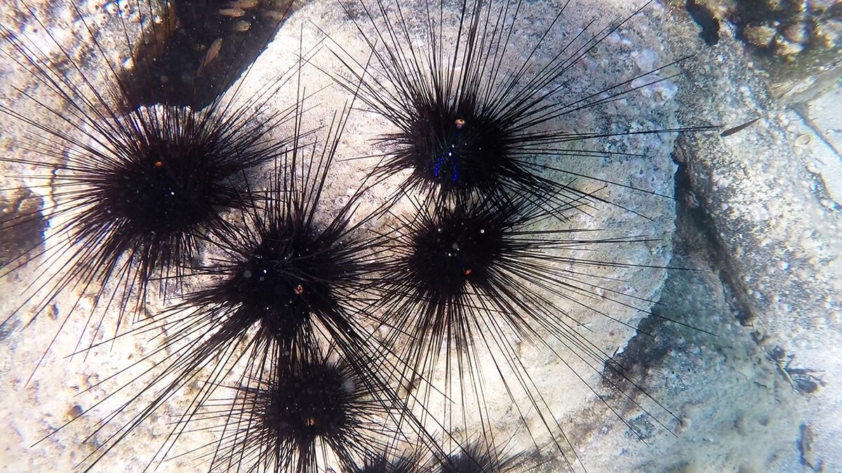 Морские ежи на пляже Таманоура