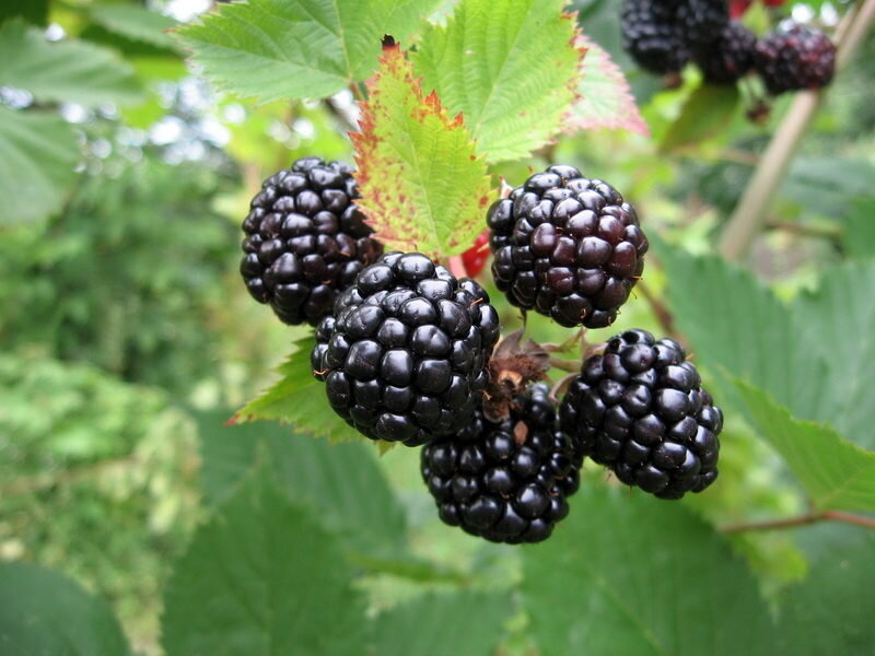 Отличия черной малины от ежевики (16 фото): разница в кустах, листьях, плодах и вкусе, особенности ухода
