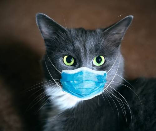Может ли кошка заразиться от человека коронавирусом | Лапа помощи | Дзен