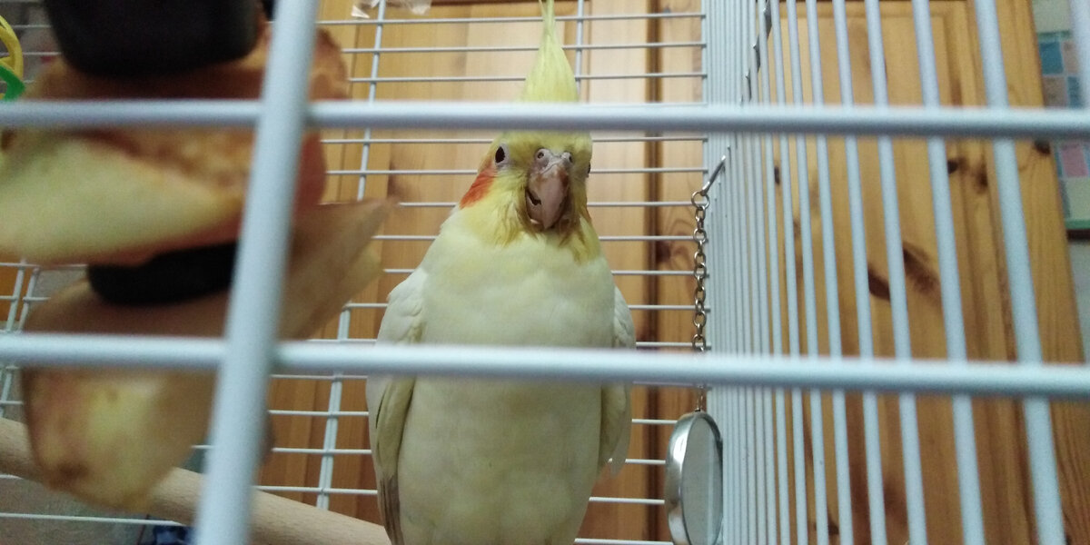 Пример шашлычка из овощей. Папуша после яблочного пюре.