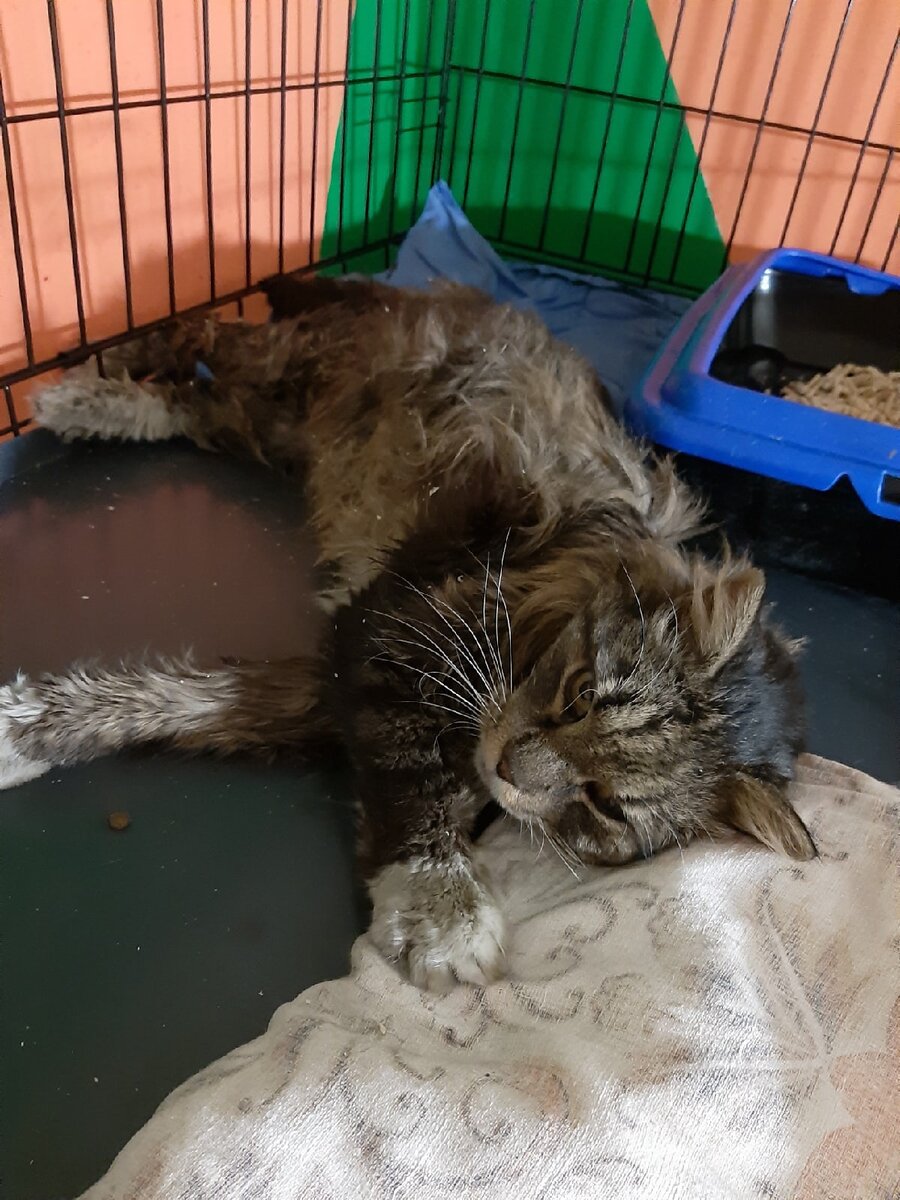 Фото волонтеров. 1 день в клеточке