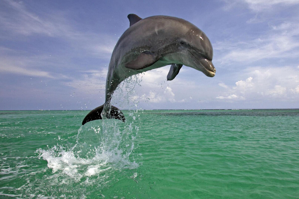 Дельфин