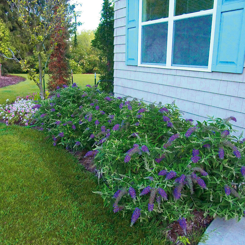 Buddleja davidii Tricolor