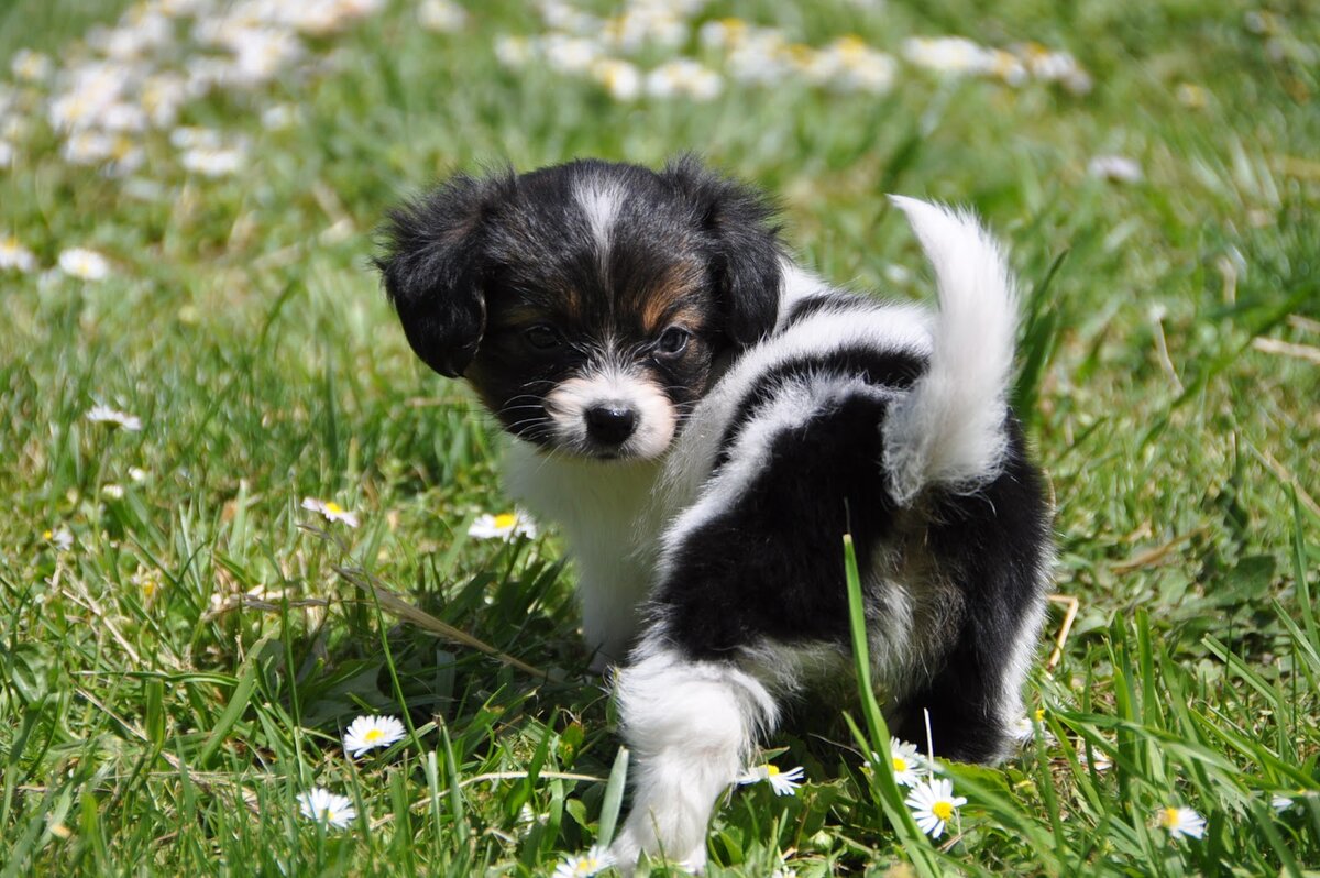 Фото из открытых источников (Яндекс картинки) 