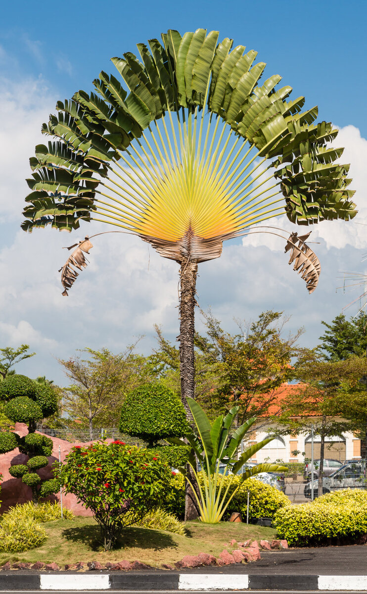https://www.ugaoo.com/knowledge-center/10-unusual-looking-plants-in-gardens/