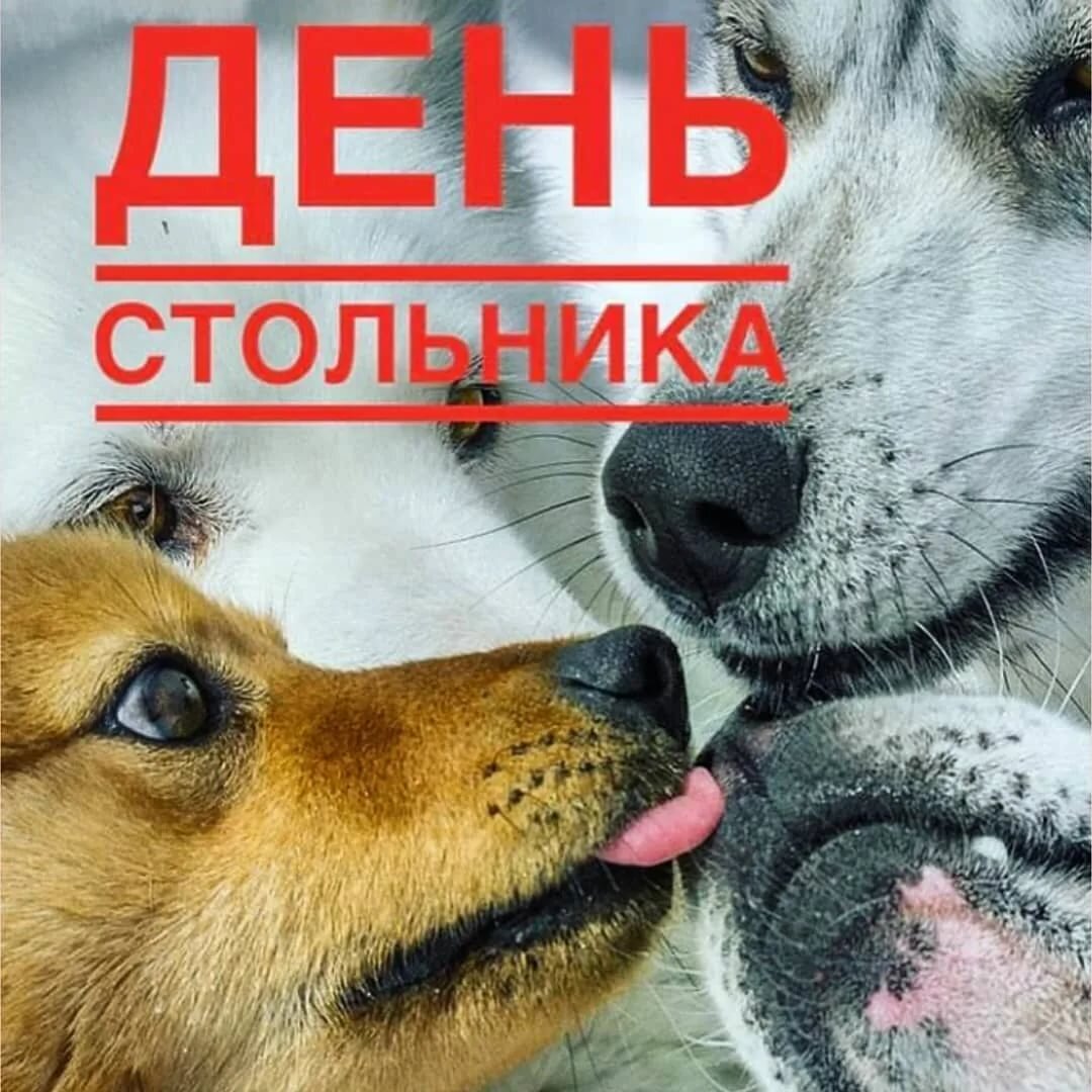 Картинки день стольника для собак