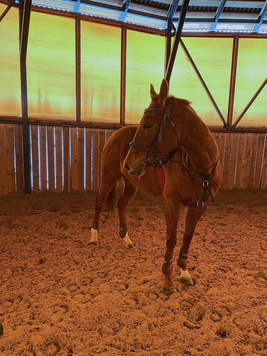 Чистокровная лошадь.