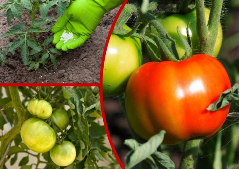 Помидоры сорта Король ранних — раннеспелые и крупноплодные, для тех, кто  любит есть свои томаты первыми | Огородные шпаргалки | Дзен