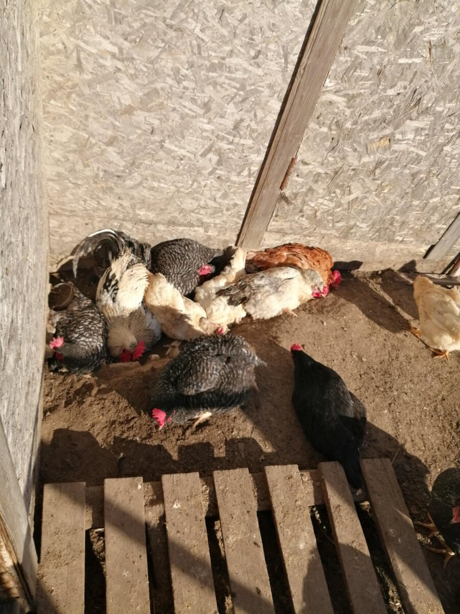 Купаются!