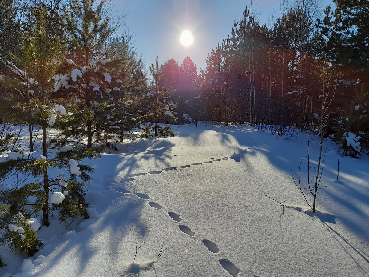 В зимнем лесу. Тобольский район. Фото из личного архива.