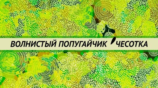 Скачать видео: Кнемидокоптоз у волнистых попугаев. Чесотка. Лечение. Диагностика.