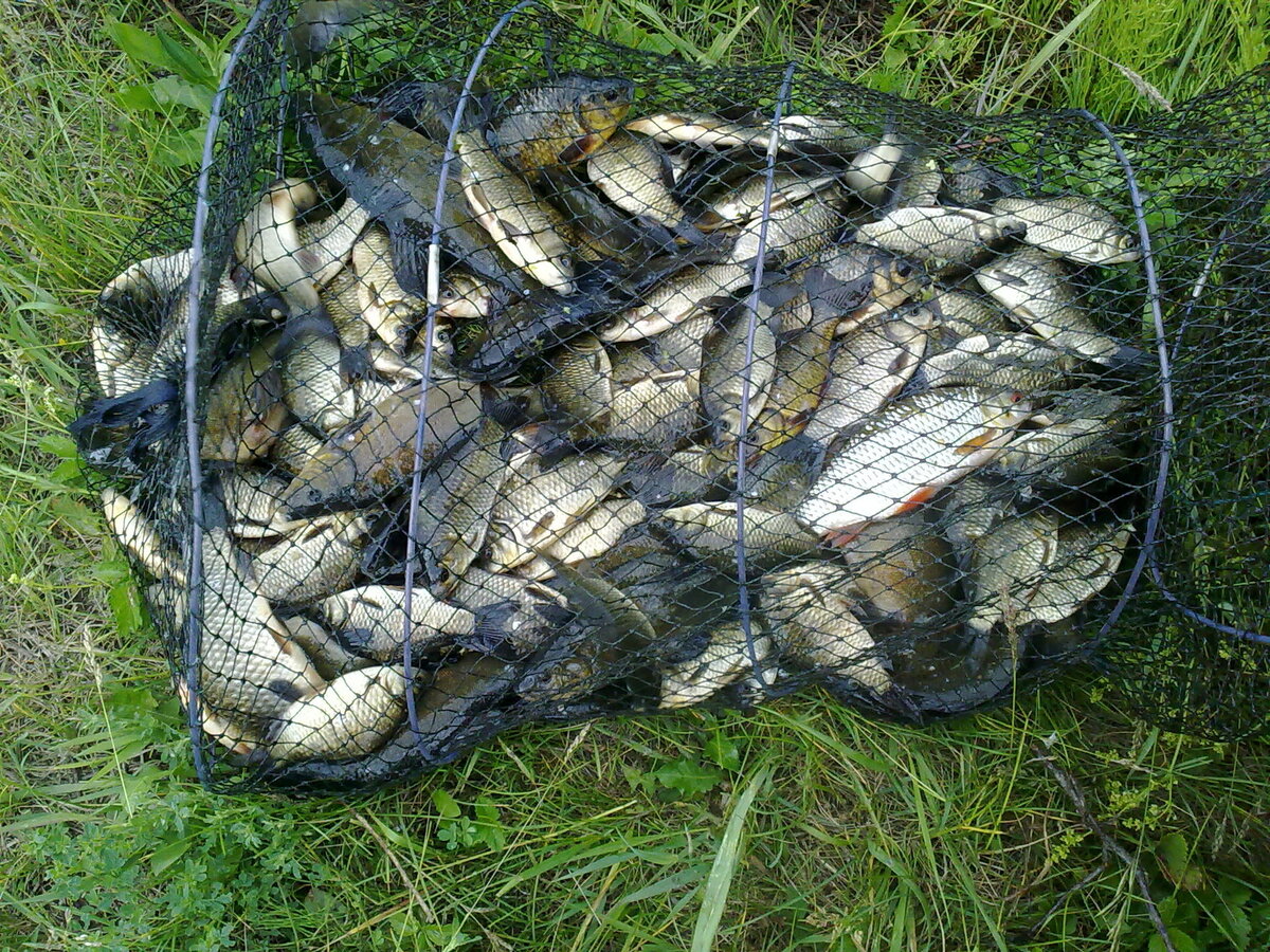 Полный садок рыбы. Фото из открытых источников "Яндекс картинки"