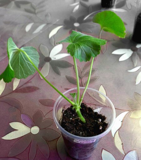 Вот он,  мой заветный черенок