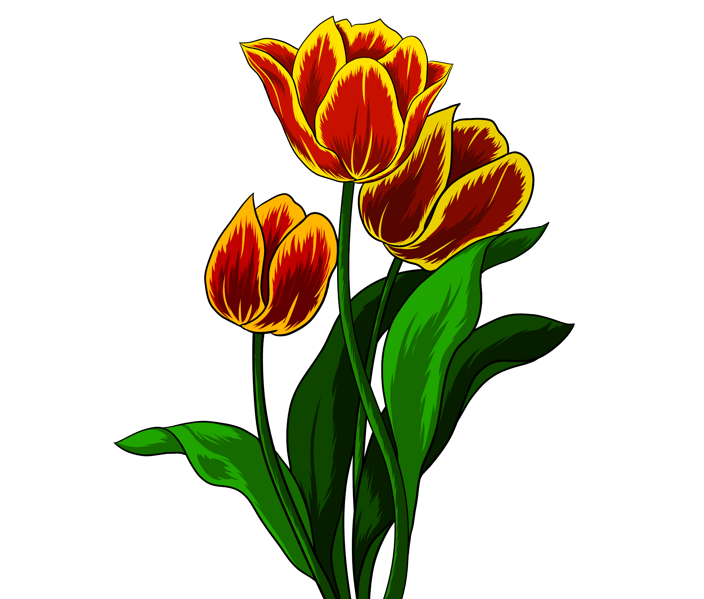 Рисунок тюльпана