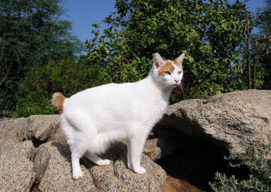 Бесхвостых пород кошек много, но среди них выделяется японский бобтейл как представитель первых кошек с куцыми хвостиками.