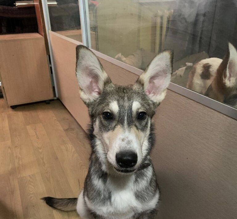 Да, уши у меня что надо, есть несите, оголодал