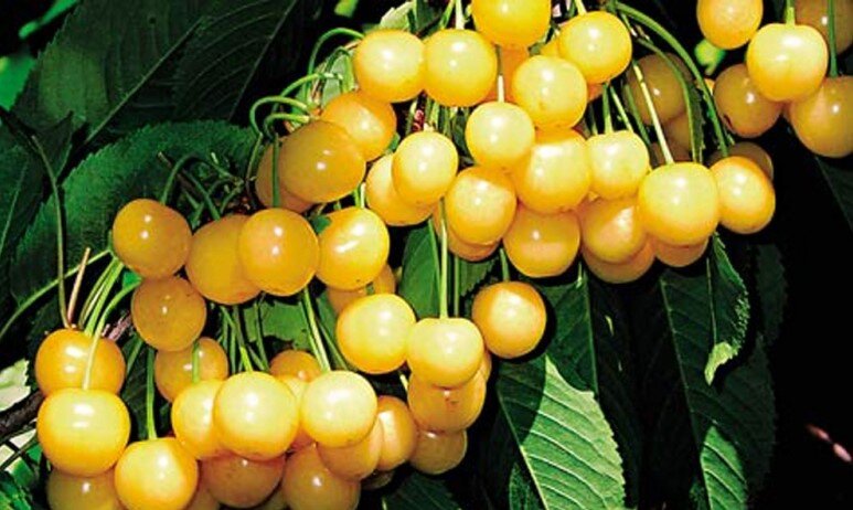 желтая черешня