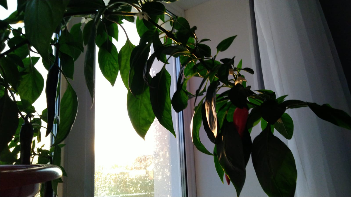 Ветка, которая была срезана. Уж слишком она была длинной чем другие на кусте.