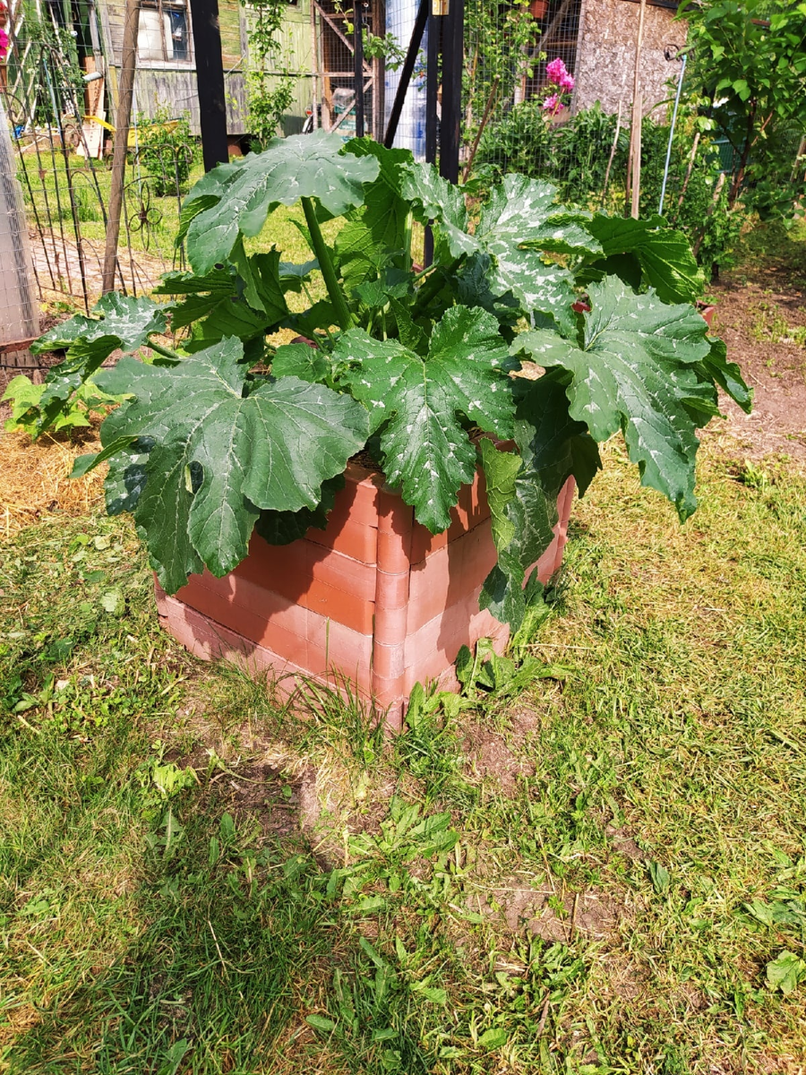 Это мои кабачки, посажанные намного позже
