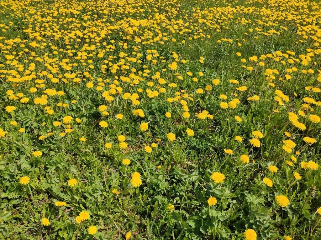 Я сделала весной несколько фото одуванчиков возле соседских домов на нашей улице.