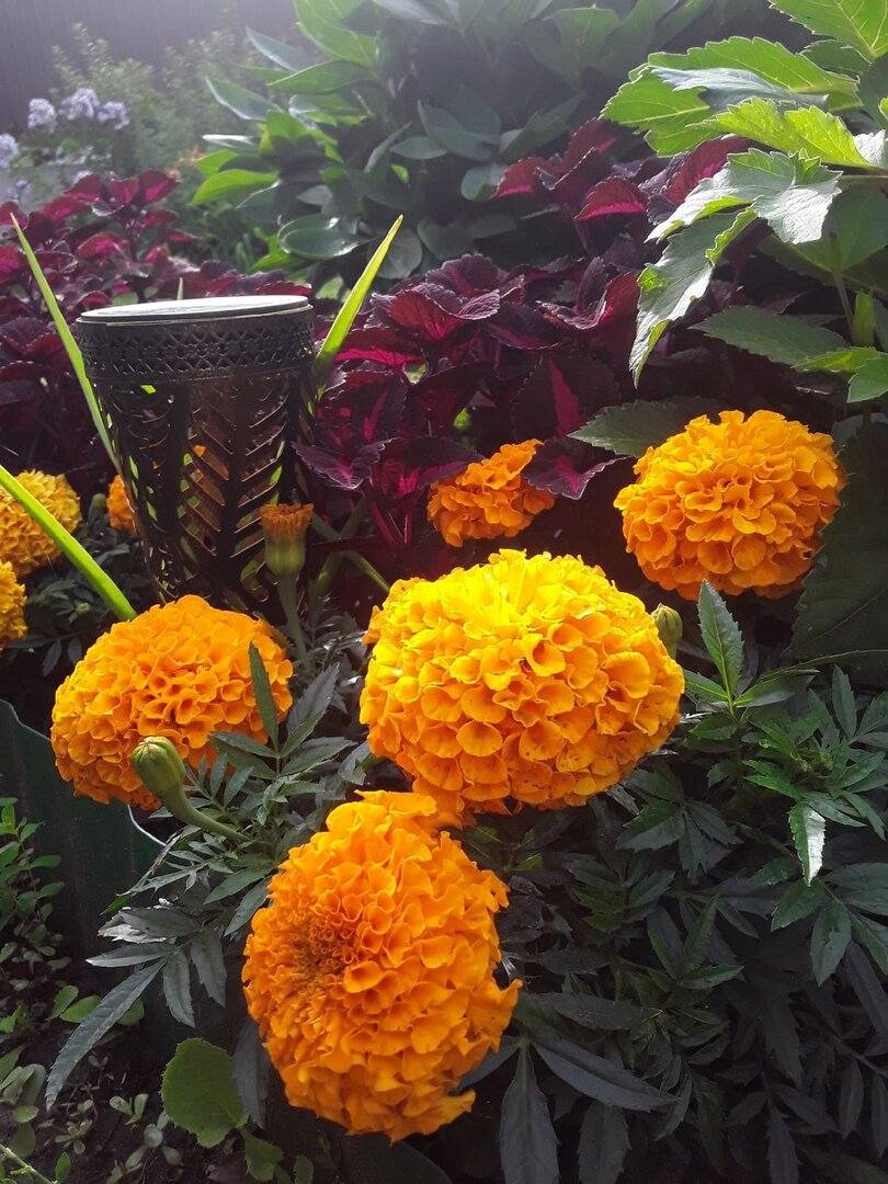 Бархатцы, сорт Antigua Orange