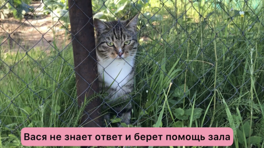 кот марсик. коты марсик и вася. марсик кот герой. кто такой марсик. кот марсик.