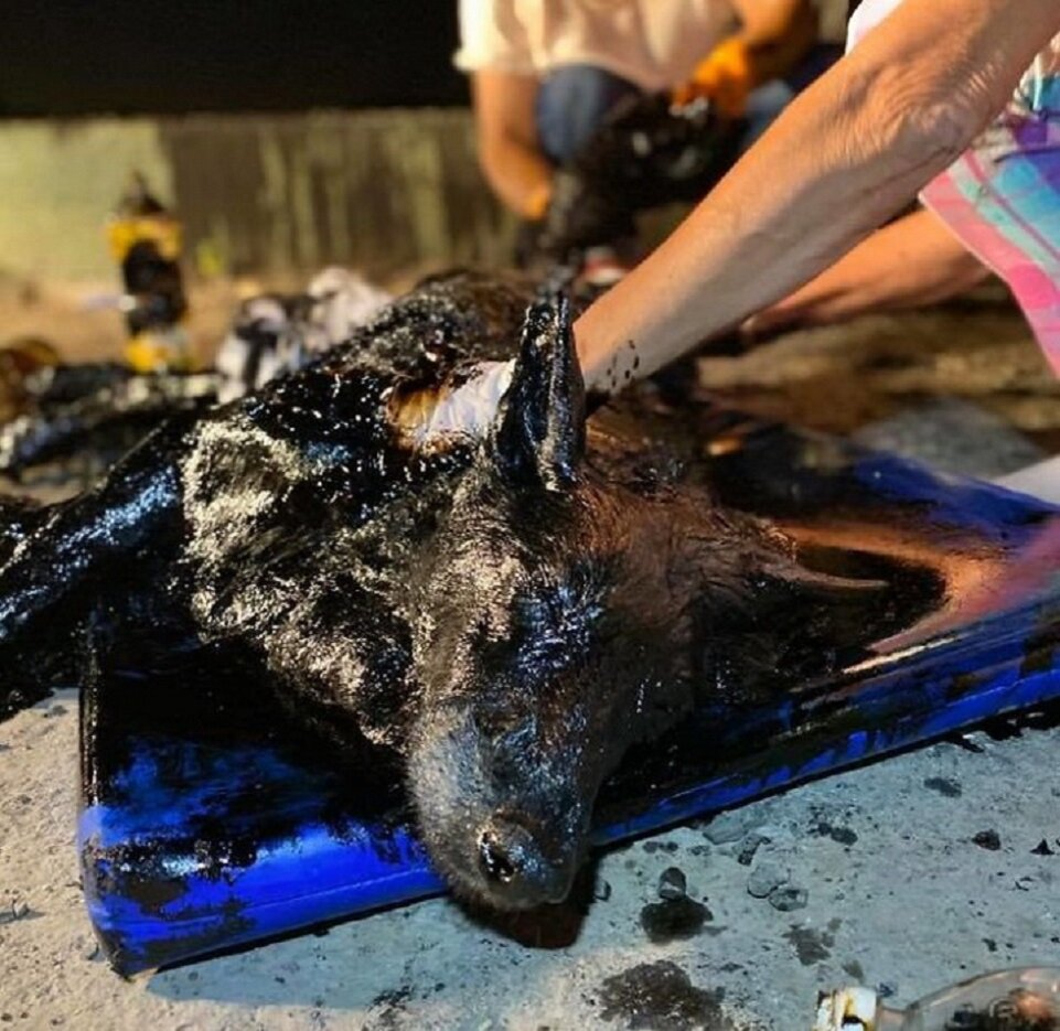 Собака может дышать, но положение критическое