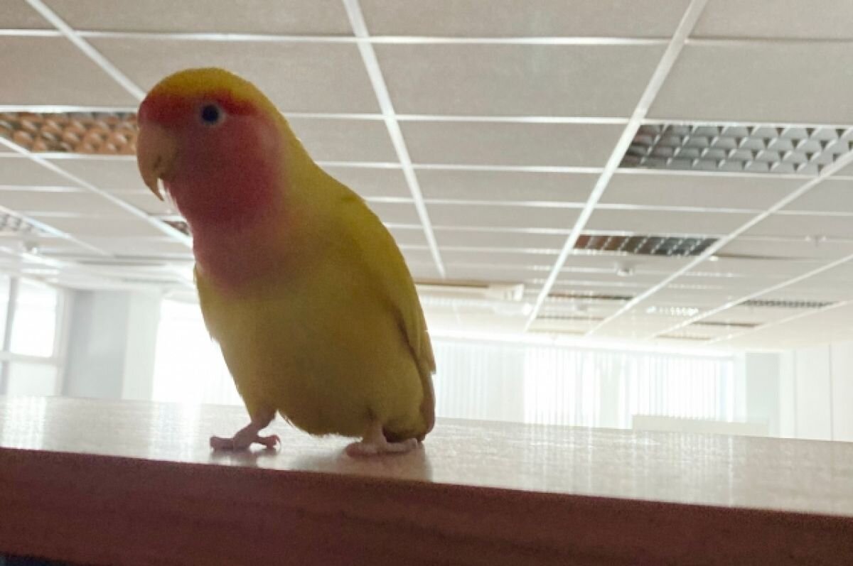    В Тюмени нефтяники спасли залетевшего в офис попугая