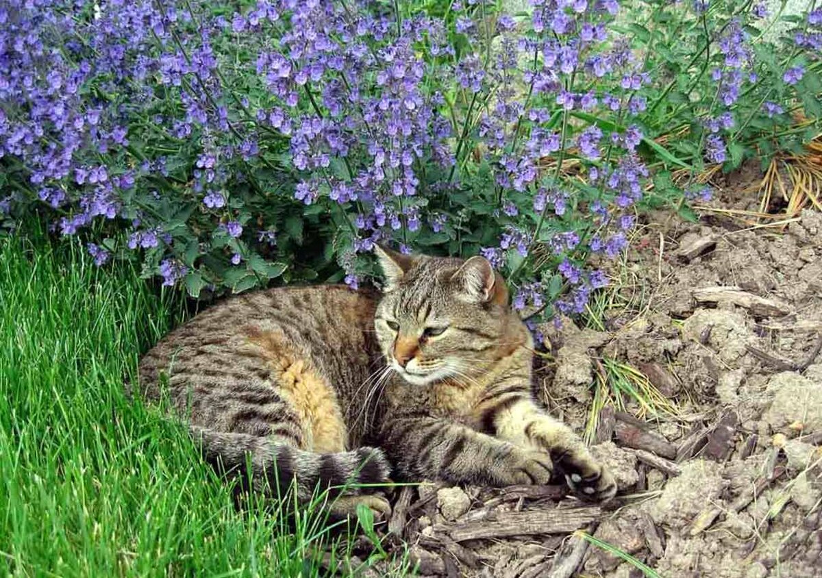 Кошачья мята