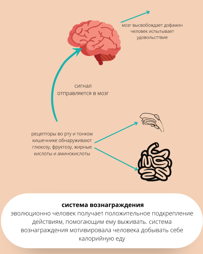 Эволюционно мозг человека запрограммирован хотеть сладкую и жирную пищу