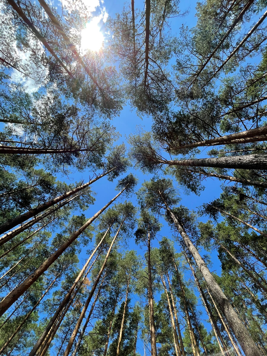 Сверху сосны, снизу земляника