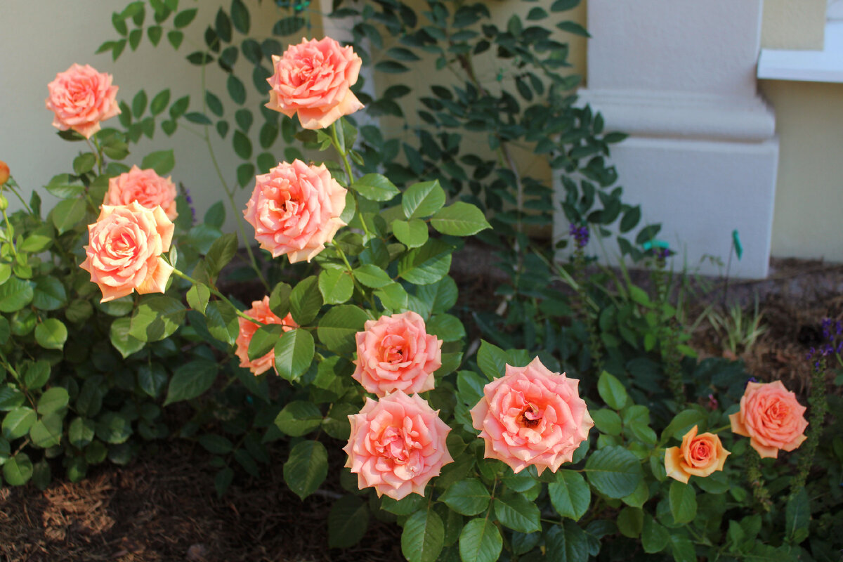 В июле здесь цветет сорт "Ashram"