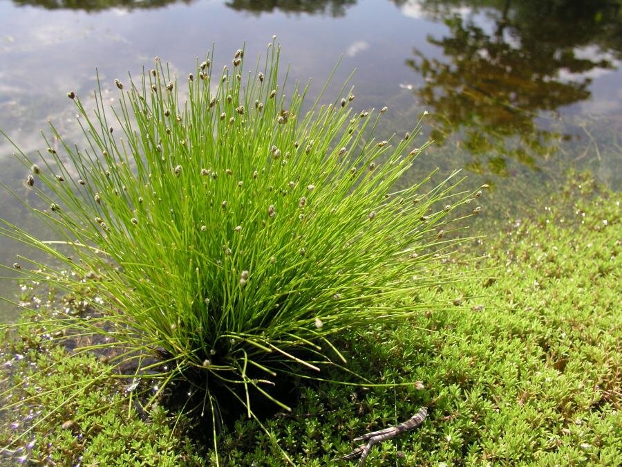 Камыш лесной