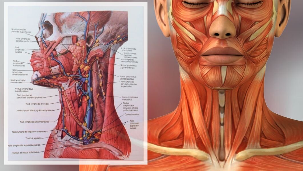 Более детальное представление. Отеку здесь есть где задержаться и  надолго обосноваться // коллаж автора, изображения studfile.net, neboleem.net