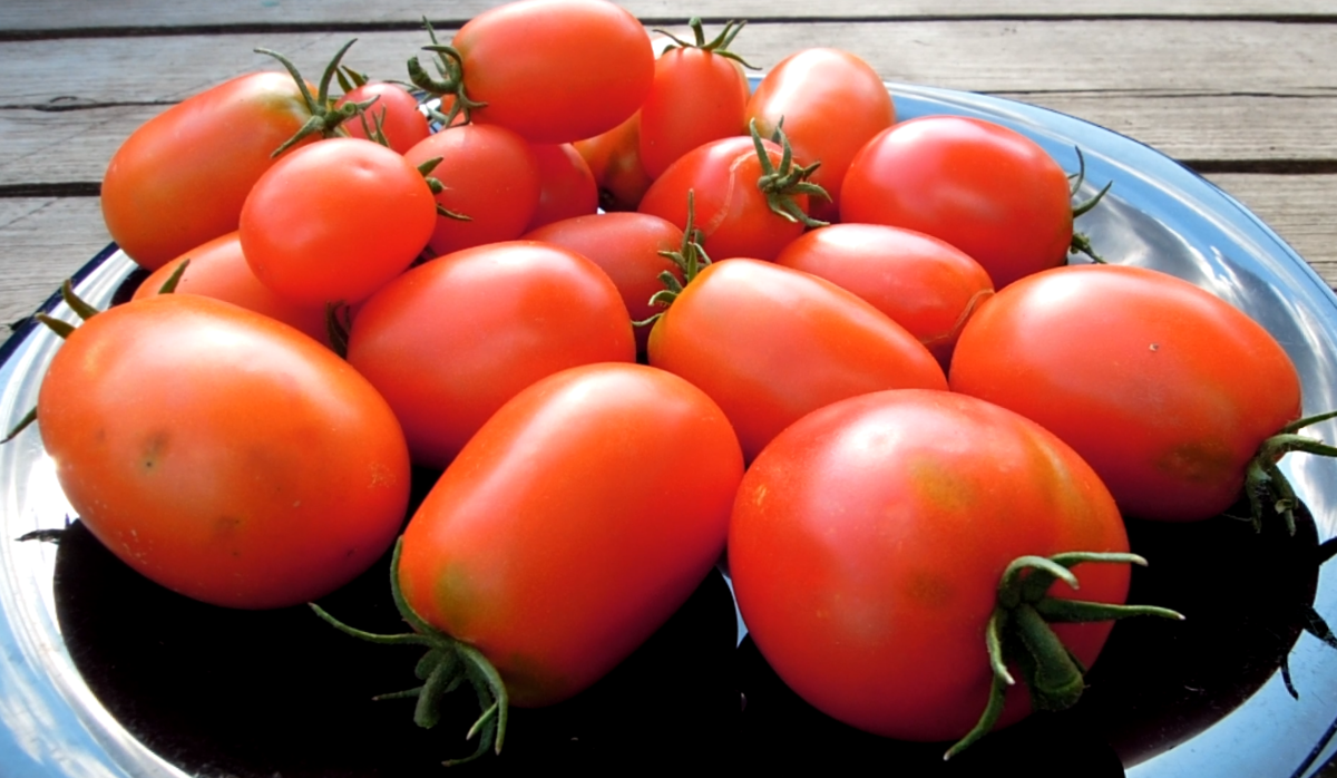 Какие томаты гибриды