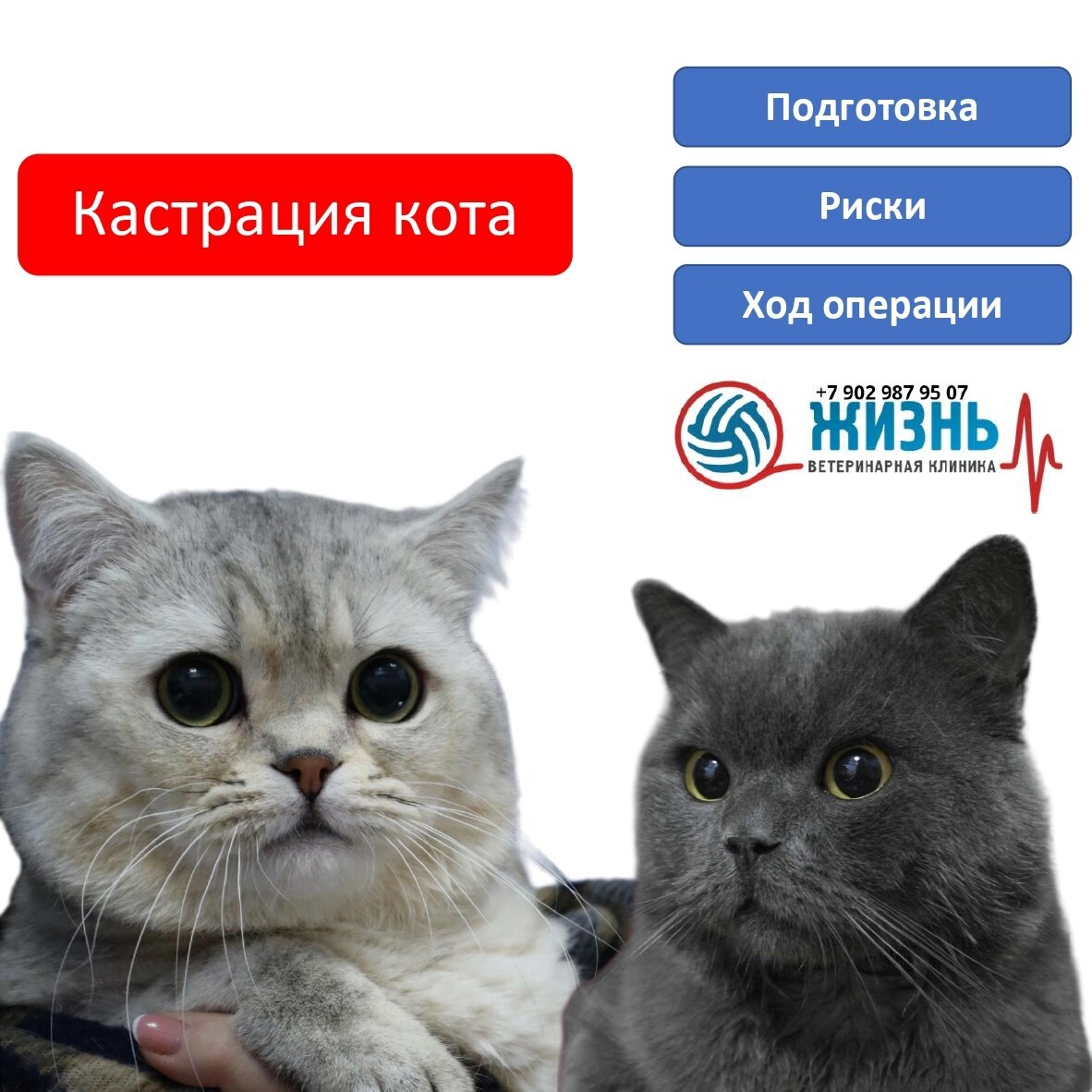 Кастрация кота в Калуге.