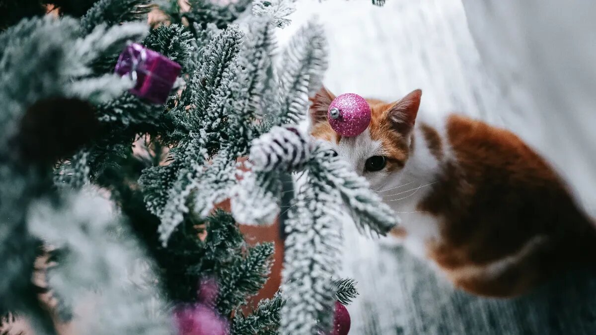 Как украсить дом на Новый год. Фото: www.piqsels.com