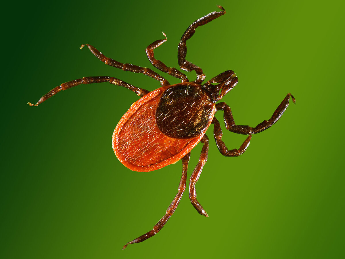 Фото из интернета. Самка, род Ixodes.