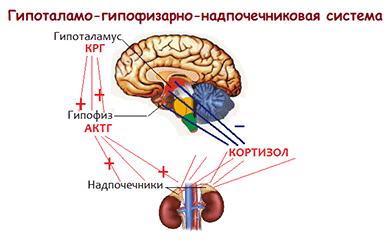 Схема гипоталамо-гипофизарно-надпочечниковой системы. Гипоталамо-гипофизарно-гонадная ось.