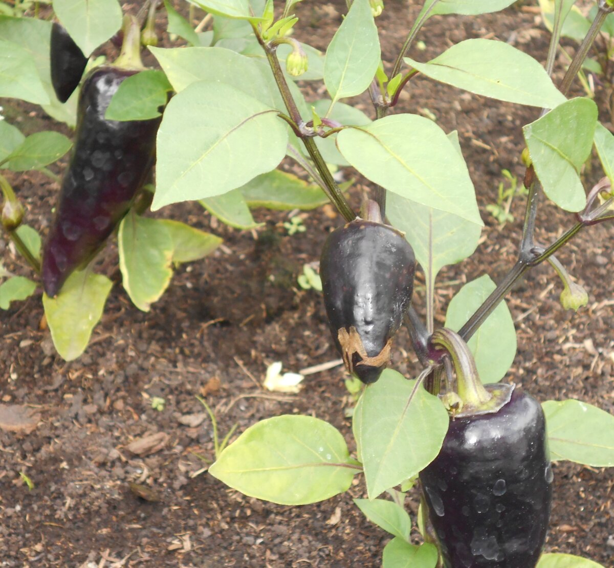 Перец Мачо. Фото автора.