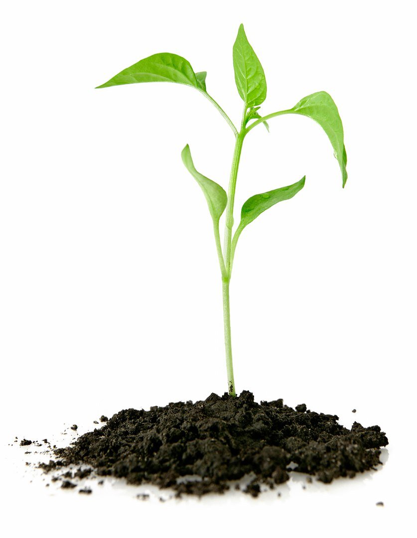 Яндекс картинка