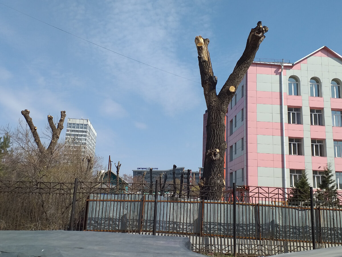 Деревья на Большой Новодмитровской улице, дом 63-1 в Москве. 2021 год. Фотография Александра Калько.